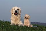 GOLDEN RETRIEVER 860